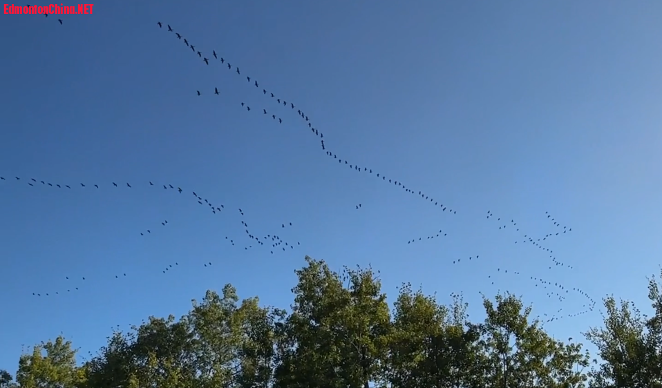 Geese.png